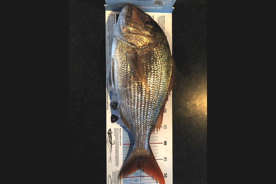 Daneo  Huxtable  caught this 47.5cm Snapper at Schooner rocks during The Export NZ Fishing Competition