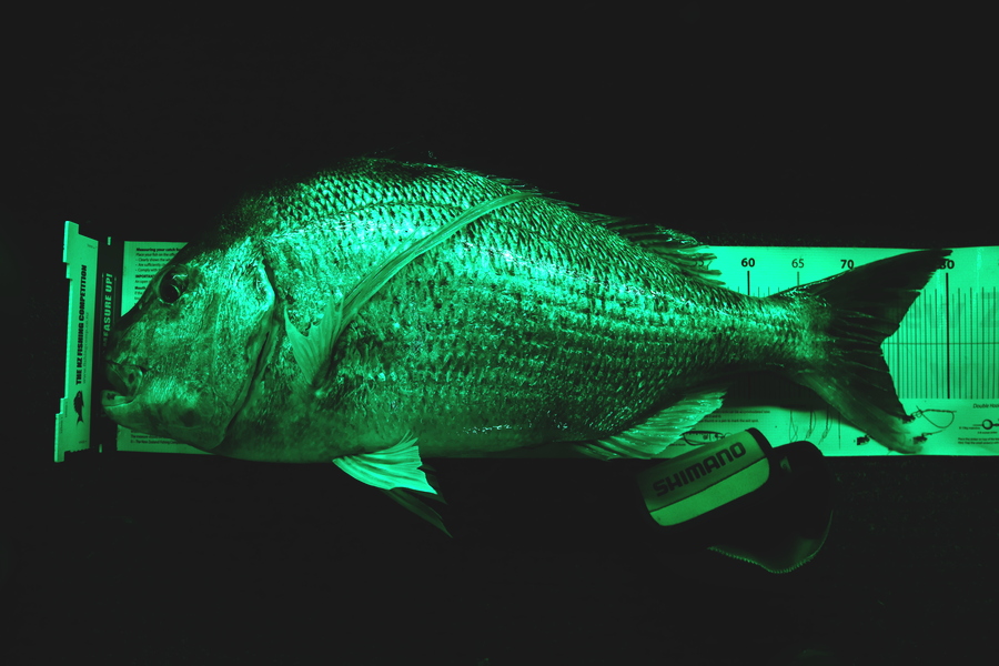 Mark Cotton caught this 73.0cm Snapper at Tasman Bay during The Export NZ Fishing Competition