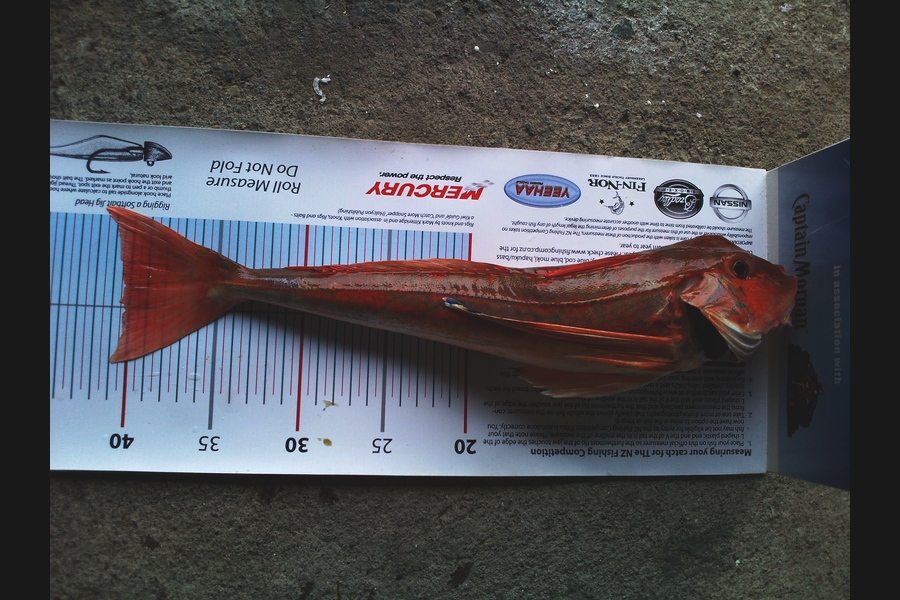 Jeff Holden caught this 40.0cm Gurnard at Cable Bay Nelson during The Export NZ Fishing Competition