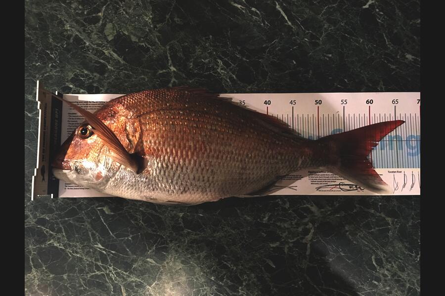 Phanat Chiv caught this 59.0cm Snapper at Pram during The Export NZ Fishing Competition