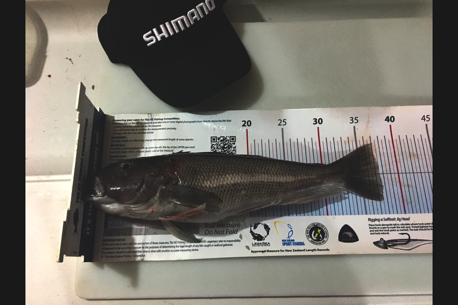 Stephanie  Fairweather  caught this 37.5cm Blue Cod at Wellington harbour  during The Export NZ Fishing Competition