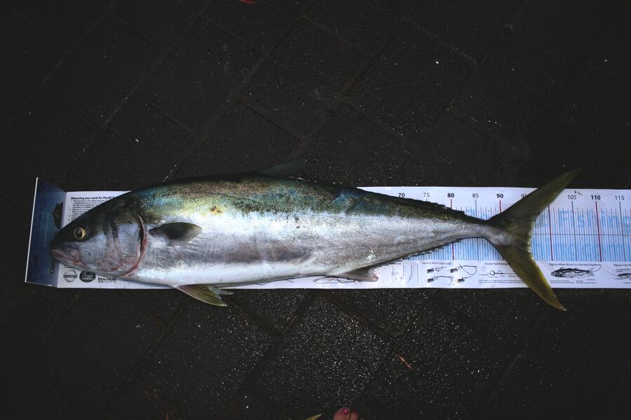 Bam Blaikie caught this 96.0cm Kingfish at Kapati during The Export NZ Fishing Competition