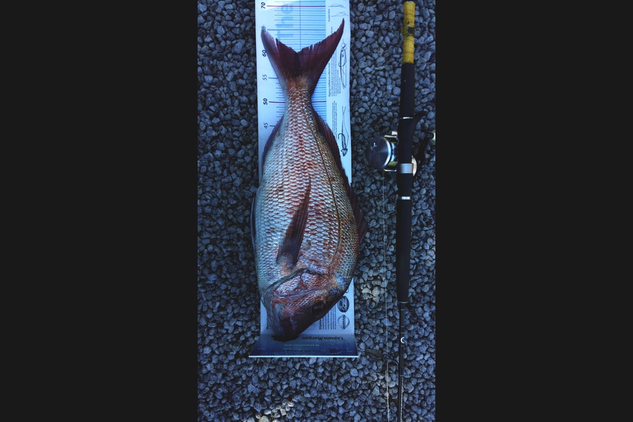 Graeme Mckay caught this 60.0cm Snapper at Gisborne during The Export NZ Fishing Competition