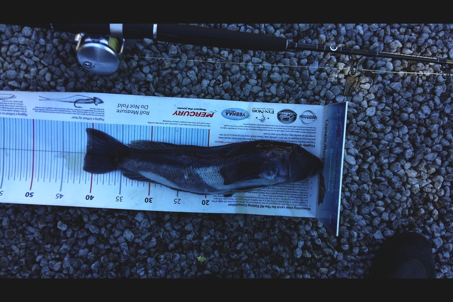 Graeme Mckay caught this 41.0cm Blue Cod at Gisborne during The Export NZ Fishing Competition