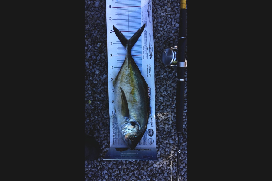 Graeme Mckay caught this 46.5cm Trevally at Gisborne during The Export NZ Fishing Competition