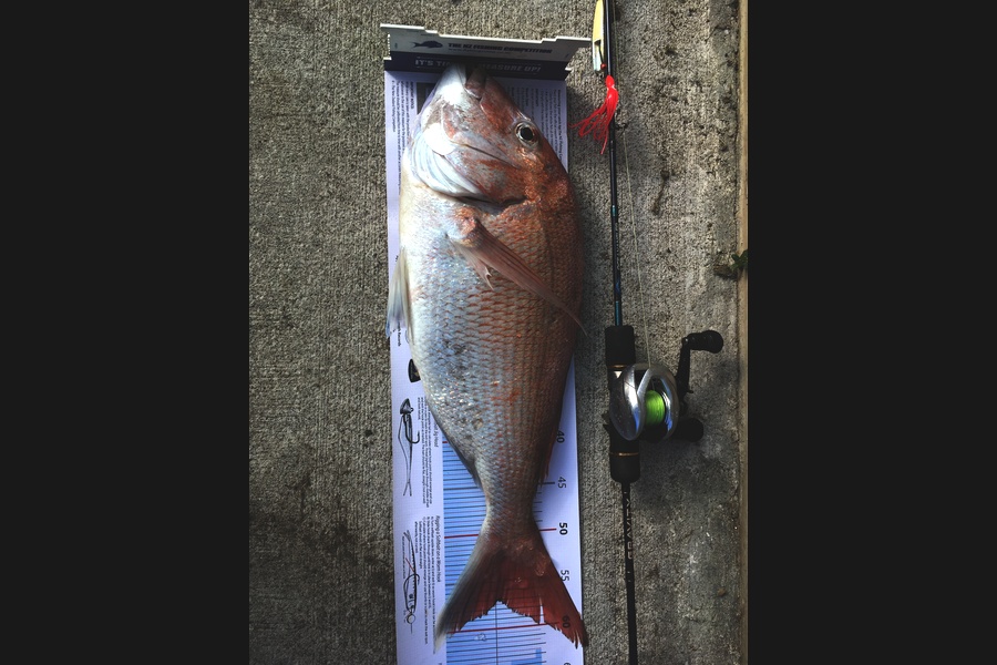 Greg Watkins caught this 57.0cm Snapper at Firth during The Export NZ Fishing Competition