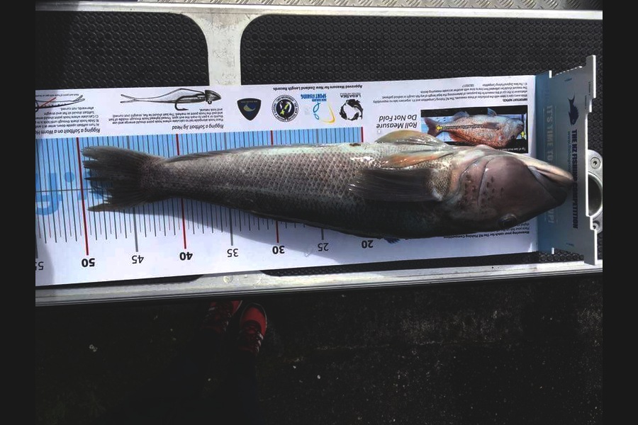 Manu Hay-Vega caught this 49.0cm Blue Cod at Weld road during The Export NZ Fishing Competition
