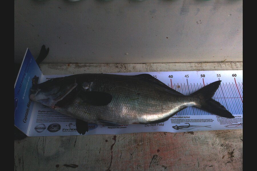 Paul Jervis caught this 51.0cm Blue Moki at makara during The Export NZ Fishing Competition