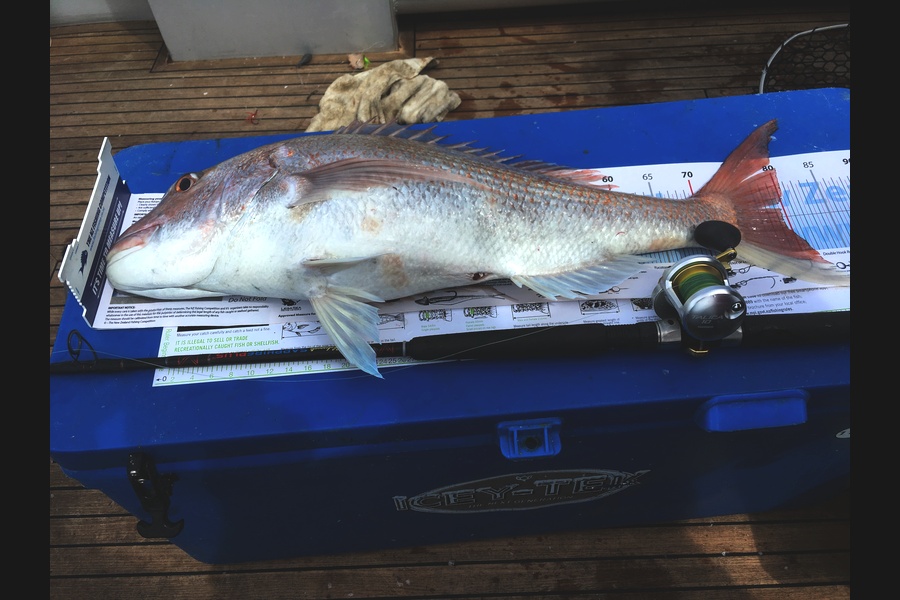 RAY MARKHAM caught this 79.5cm Snapper at Port Taranaki  during The Export NZ Fishing Competition