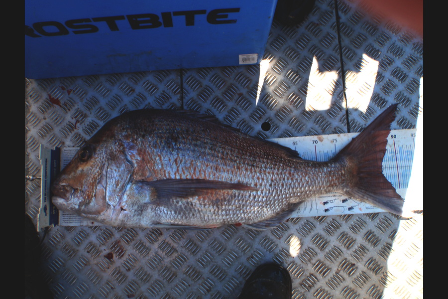 Geoff Preston caught this 86.0cm Snapper at Mokau during The Export NZ Fishing Competition