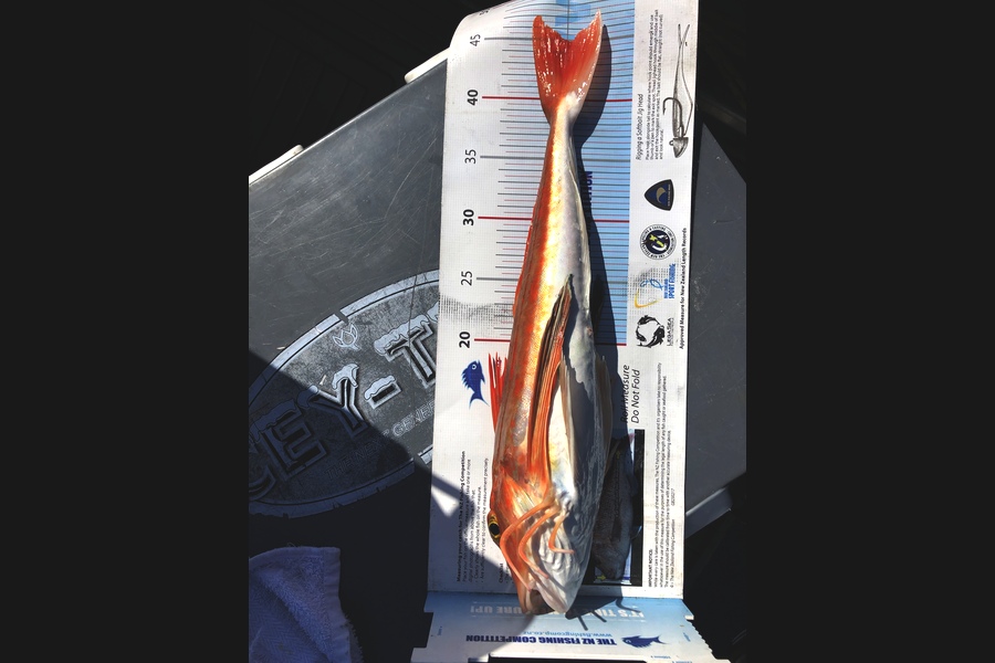Grant Blair caught this 45.0cm Gurnard at Bream Bay during The Export NZ Fishing Competition