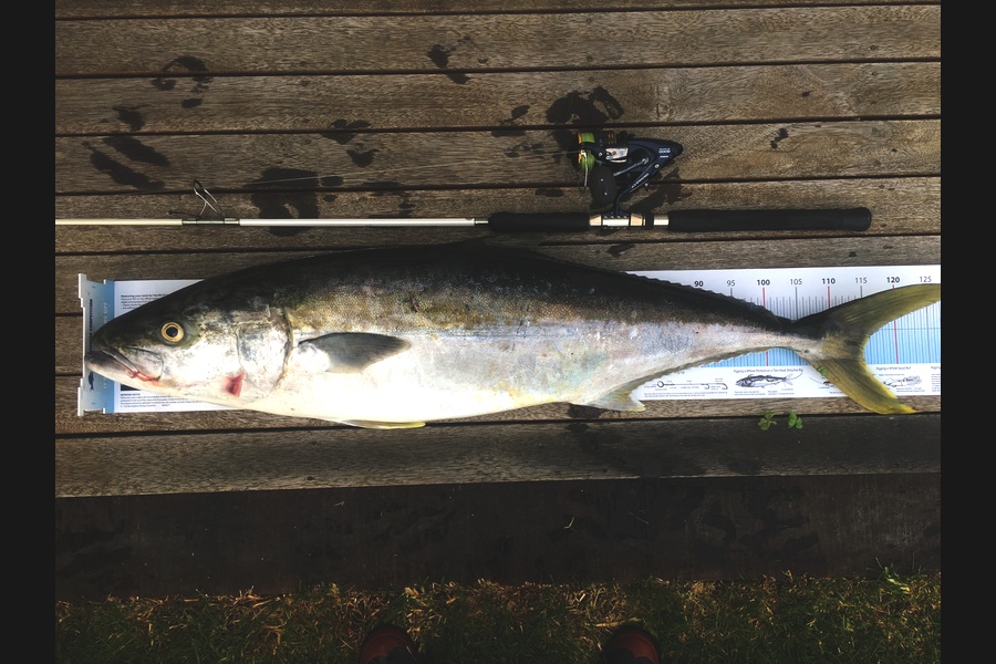 Shayne OBrien caught this 115.0cm Kingfish at Motuihe Channel during The Export NZ Fishing Competition
