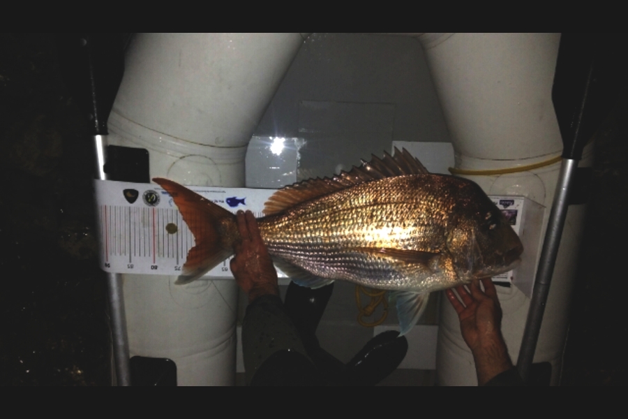 Andrew Wilson caught this 71.0cm Snapper at Hauraki Gulf during The Export NZ Fishing Competition