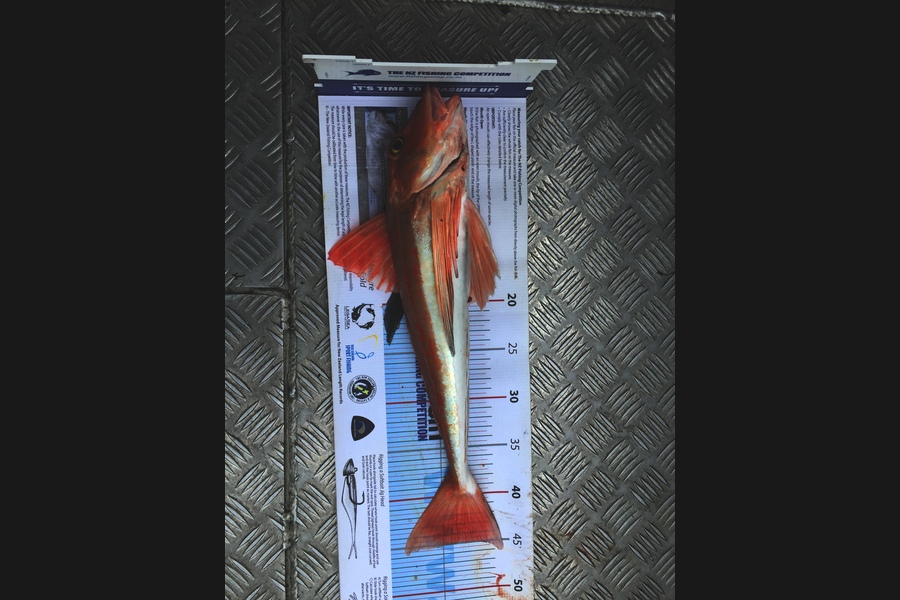 Scott Marriott caught this 45.0cm Gurnard at Kapiti  during The Export NZ Fishing Competition