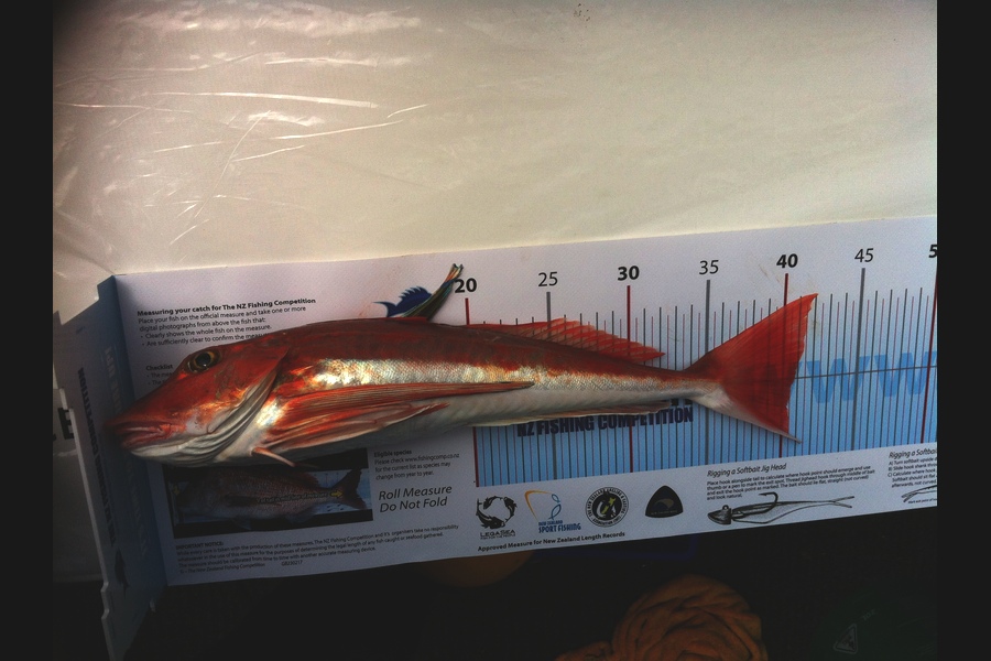 Kim Southerden caught this 40.5cm Gurnard at Pania reef during The Export NZ Fishing Competition