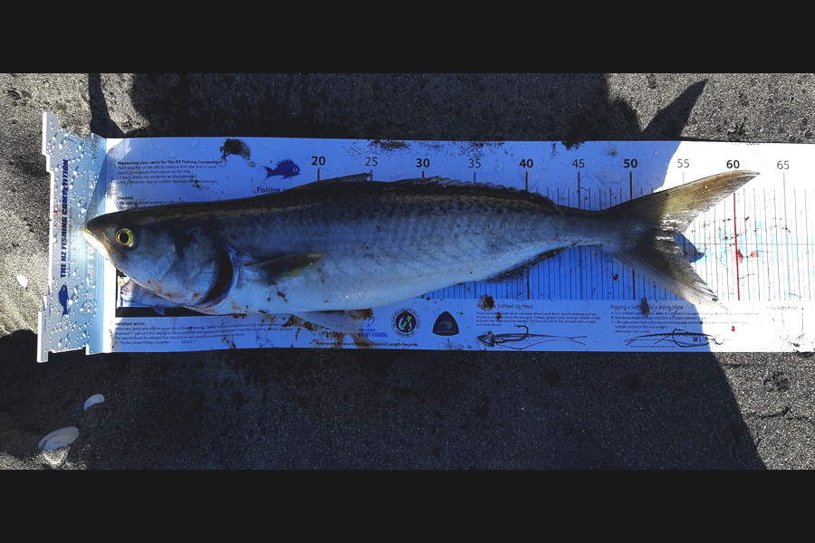 Andrew Carmont  caught this 53.5cm Kahawai at Scott's fairy Manawatu  during The Export NZ Fishing Competition