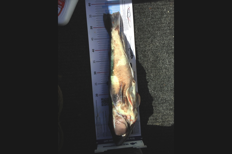 Geoffrey Cranke caught this 55.5cm Blue Cod at Akaroa during The Export NZ Fishing Competition