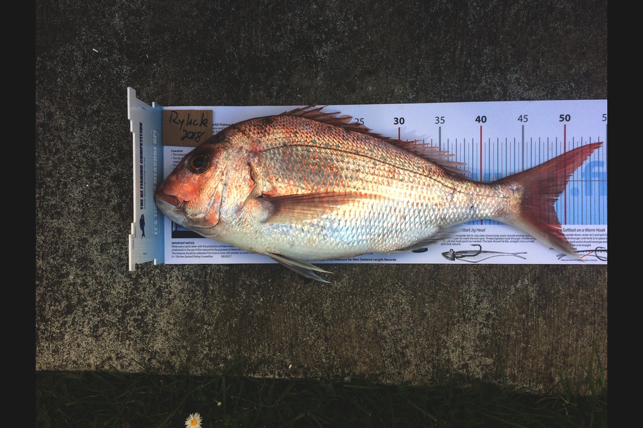 Terry Wylens caught this 48.5cm Snapper at Nth of Noisies during The Export NZ Fishing Competition