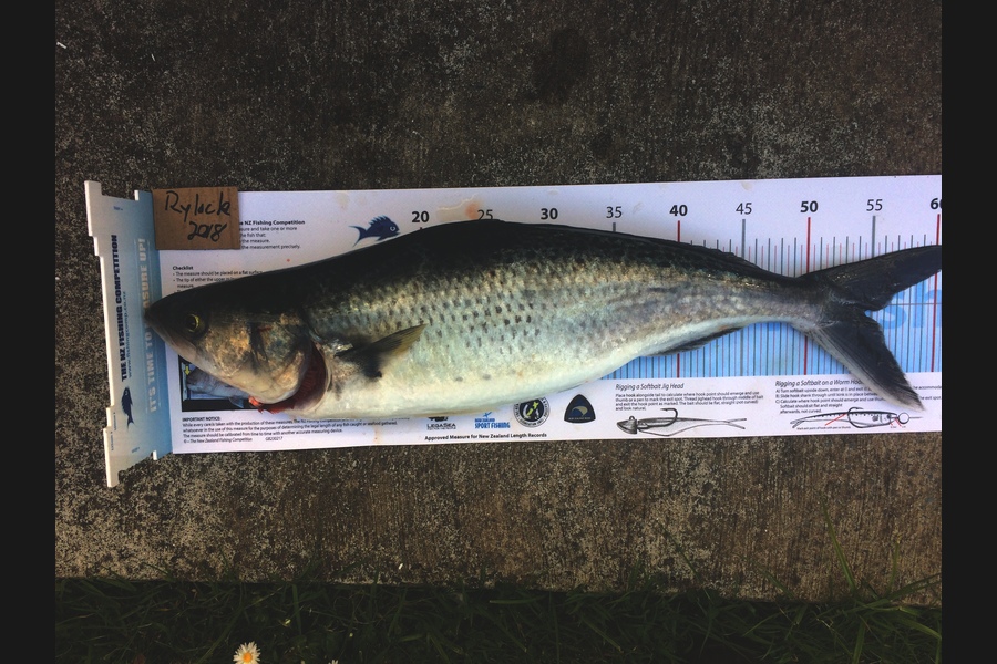 Terry Wylens caught this 54.0cm Kahawai at Nth of the Noisies during The Export NZ Fishing Competition