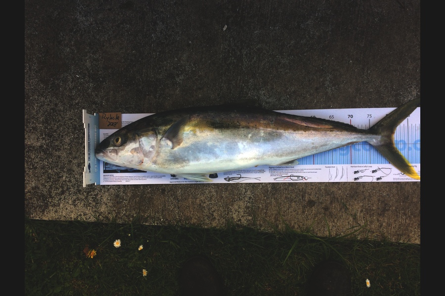 Terry Wylens caught this 81.0cm Kingfish at Nth of the Noisies during The Export NZ Fishing Competition