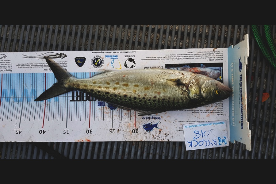 Manuel Greenland caught this 37.0cm Kahawai at Hauraki Gulf during The Export NZ Fishing Competition