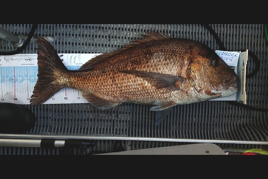 Manuel Greenland caught this 81.0cm Snapper at Hauraki Gulf during The Export NZ Fishing Competition