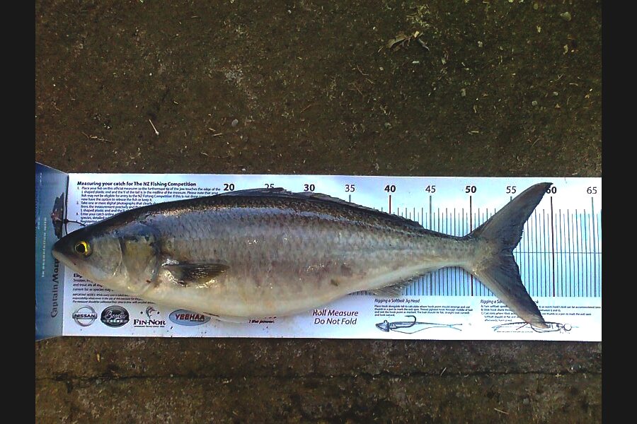 Aaron Reade caught this 55.0cm Kahawai at Tangimoana during The Export NZ Fishing Competition
