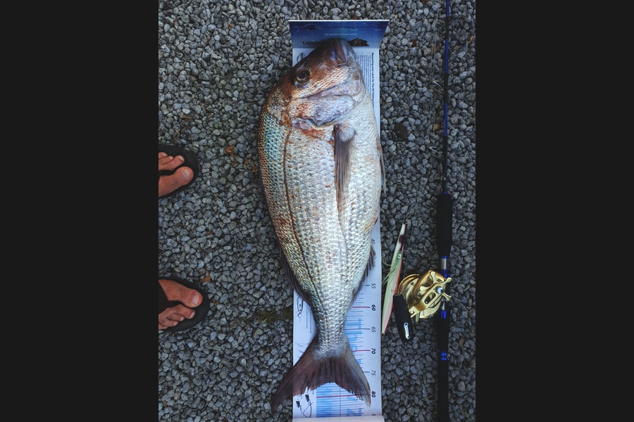 John Ballard caught this 77.0cm Snapper at Gisborne during The Export NZ Fishing Competition