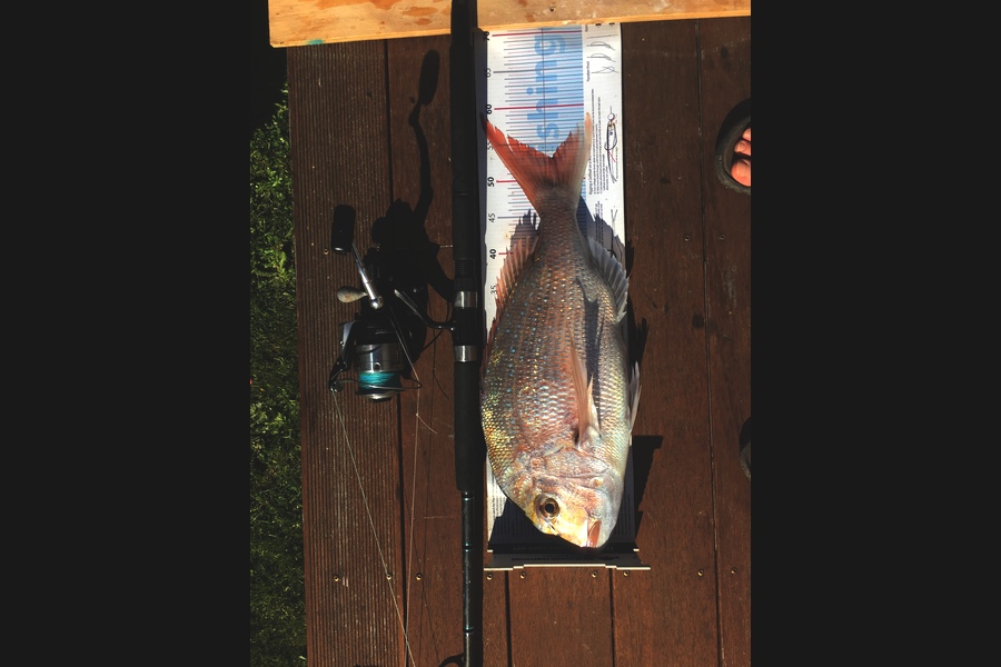 Ryan Mitchell caught this 53.0cm Snapper at Tasman bay during The Export NZ Fishing Competition