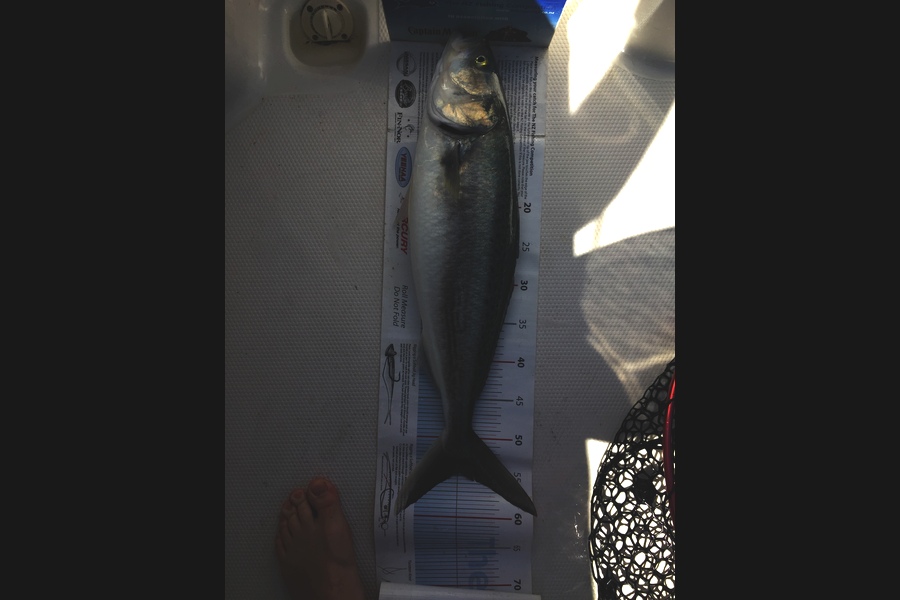Andrew Beal caught this 55.0cm Kahawai at Hauraki Gulf during The Export NZ Fishing Competition