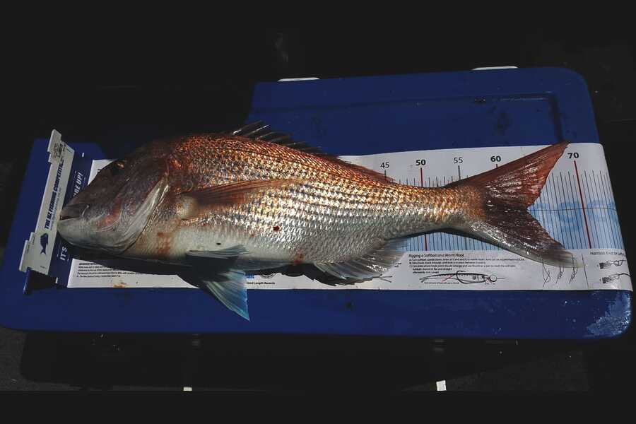 Pradeep Magan-Morar caught this 63.0cm Snapper at Hauraki Gulf during The Export NZ Fishing Competition