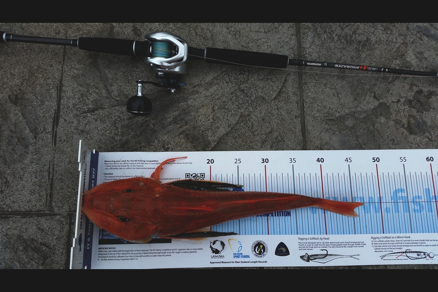 Bob Beardsmore caught this 44.5cm Gurnard at Bream Bay during The Export NZ Fishing Competition