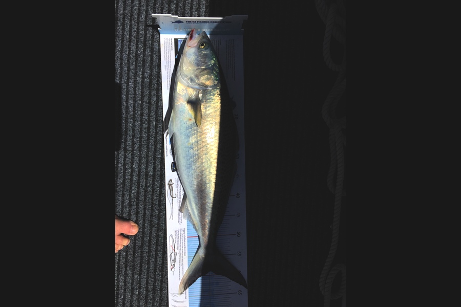 Barry Crook caught this 58.5cm Kahawai at Behind the Noises  during The Export NZ Fishing Competition