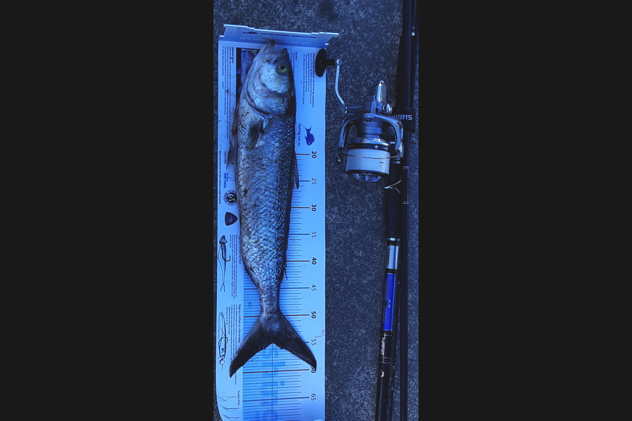 Andrew Carmont  caught this 54.5cm Kahawai at Turakina during The Export NZ Fishing Competition