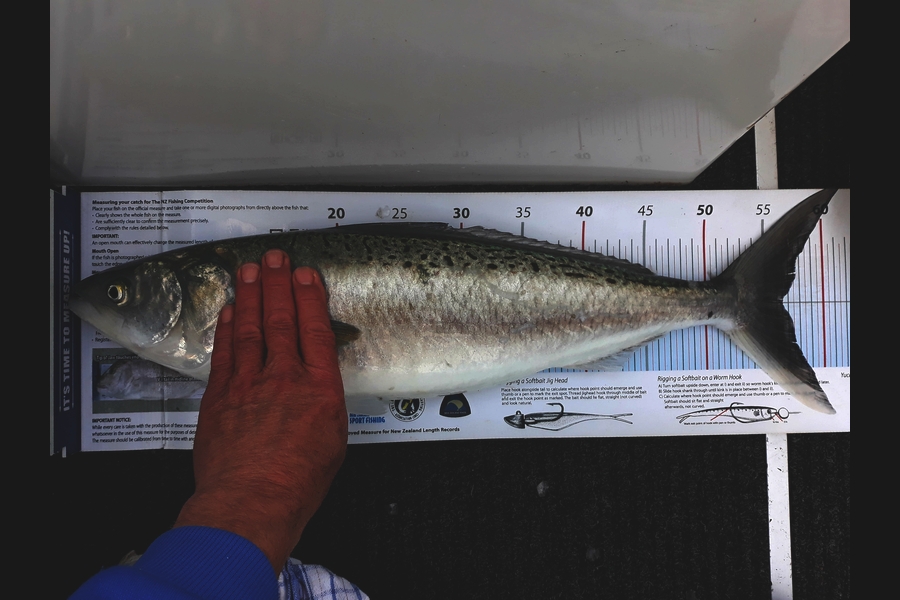 Jim Collins caught this 56.5cm Kahawai at Welly Harbour during The Export NZ Fishing Competition