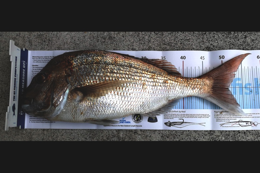 Mark Devantier caught this 51.0cm Snapper at Firth of Thames during The Export NZ Fishing Competition