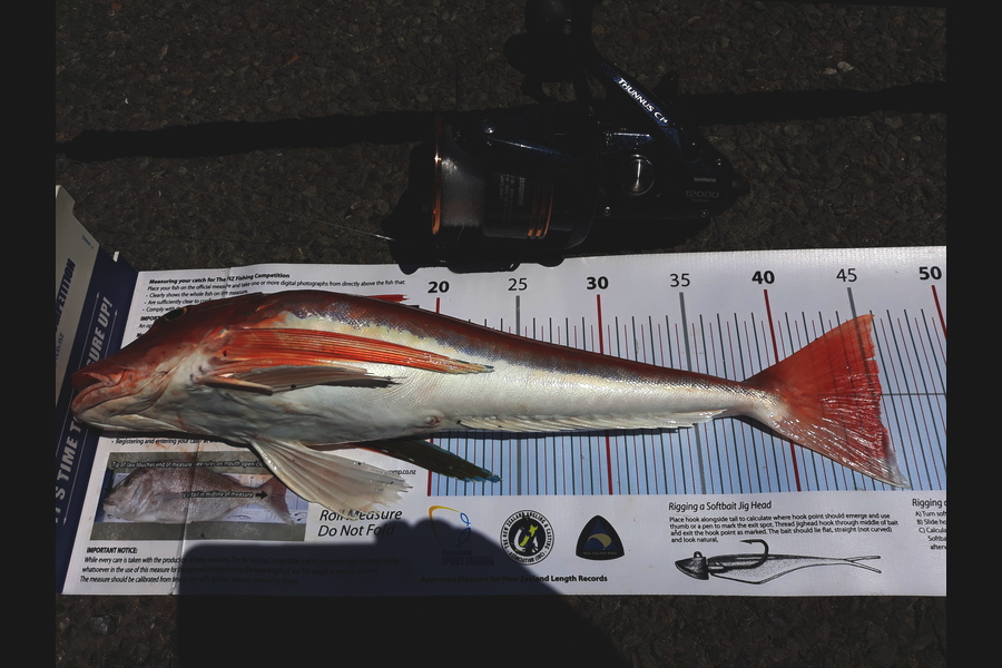 Jim Collins caught this 45.0cm Gurnard at Welly Harbour during The Export NZ Fishing Competition