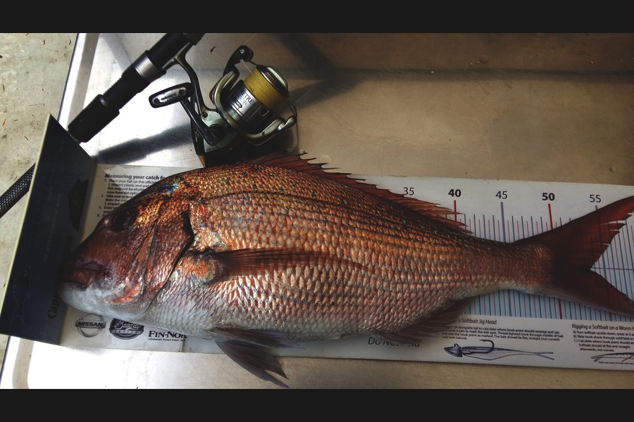 Graeme Mckay caught this 53.5cm Snapper at Gisborne during The Export NZ Fishing Competition