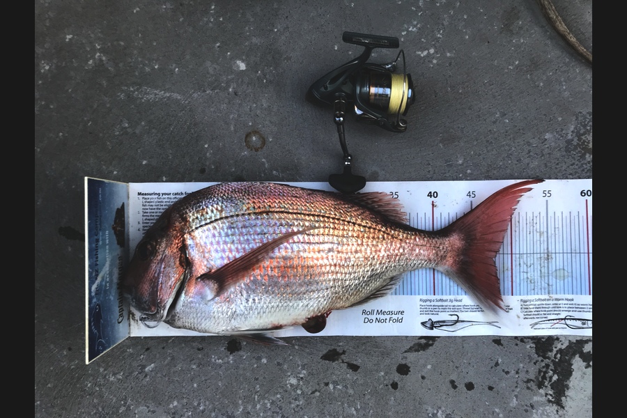 Hayden Walker caught this 47.5cm Snapper at Wellington during The Export NZ Fishing Competition