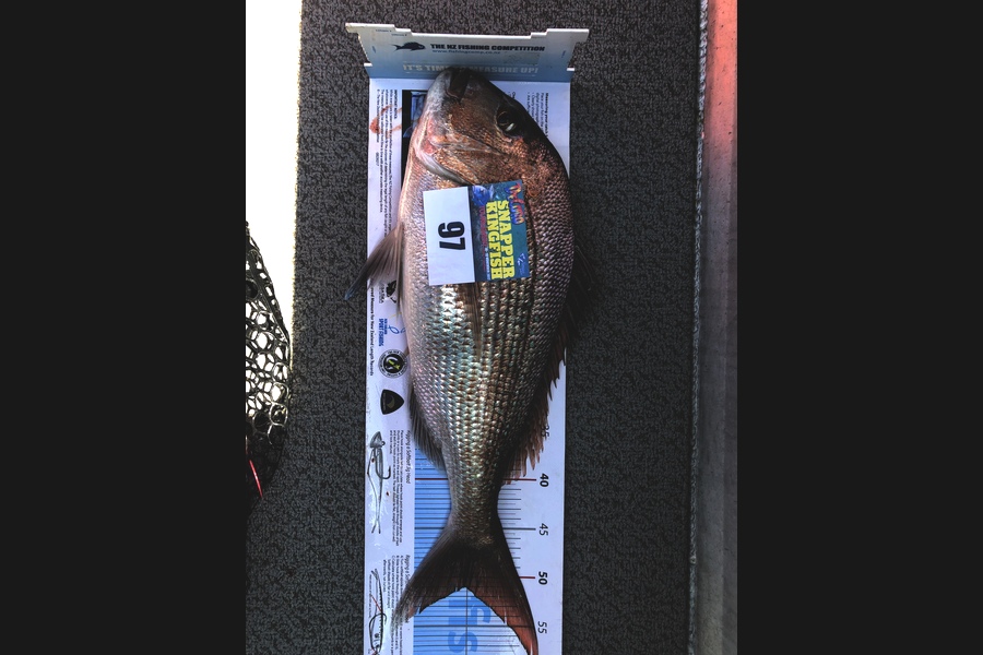 Daneo  Huxtable  caught this 51.0cm Snapper at Schooner rocks  during The Export NZ Fishing Competition