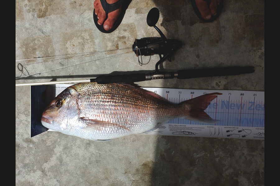 John Ballard caught this 64cm Snapper at Gisborne during The Export NZ Fishing Competition