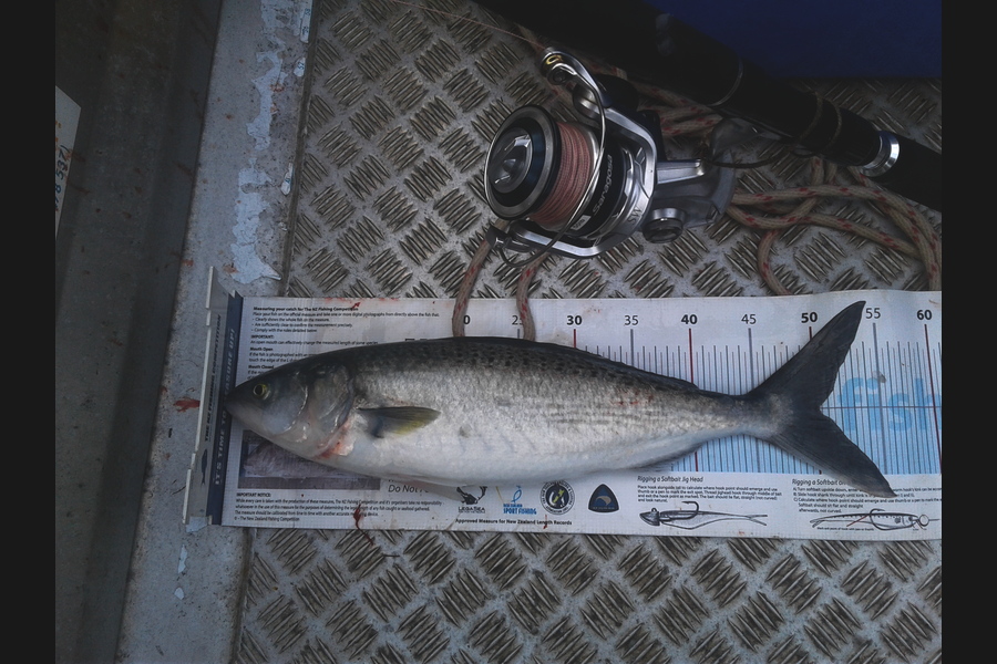 Brian  Gallogly caught this 50.0cm Kahawai at Nth Waiheke during The Export NZ Fishing Competition