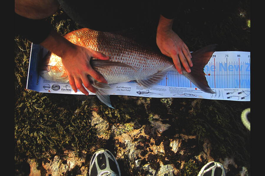 Brendon Deacon caught this 65.5cm Snapper at Taputs during The Export NZ Fishing Competition