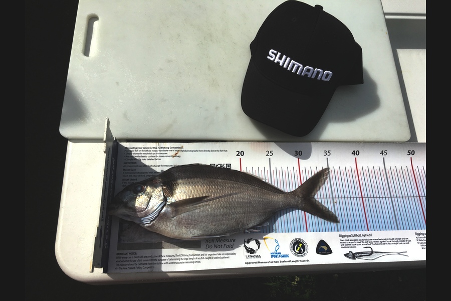 Stephanie  Fairweather  caught this 31.5cm Tarakihi at Mana during The Export NZ Fishing Competition