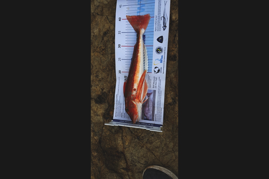 Scott Campbell caught this 40.5cm Gurnard at Wellington harbour during The Export NZ Fishing Competition