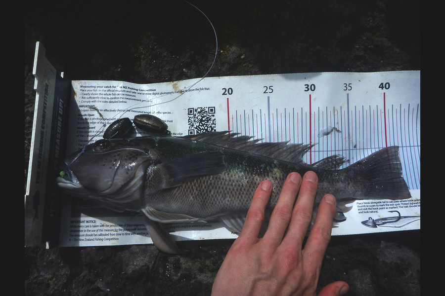 Jay Harland caught this 41cm Blue Cod at banks peninsula during The Export NZ Fishing Competition