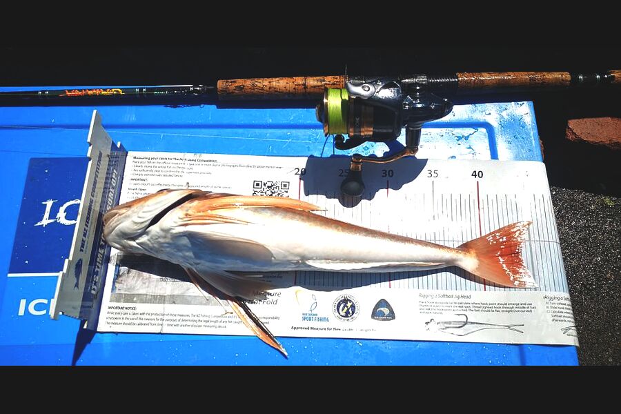 Leigh Page caught this 44.0cm Gurnard at Wellington south coast during The Export NZ Fishing Competition
