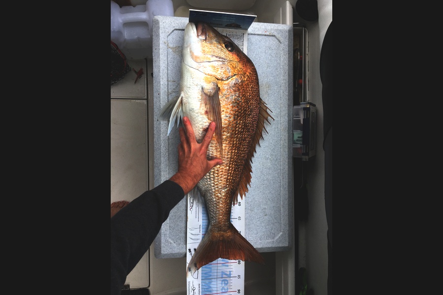 David Ross caught this 78.0cm Snapper at Hauraki Gulf  during The Export NZ Fishing Competition