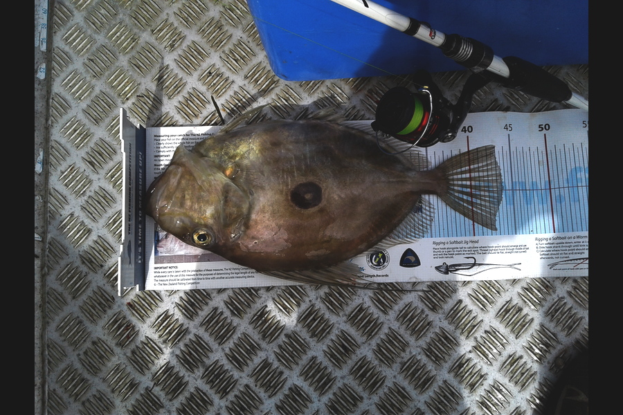 Brian  Gallogly caught this 43.5cm John Dory at Waiheke Nth during The Export NZ Fishing Competition