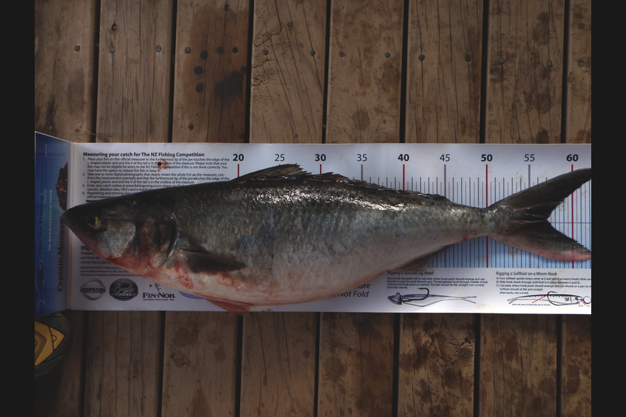 Mick Preston caught this 57.0cm Kahawai at Mokau during The Export NZ Fishing Competition